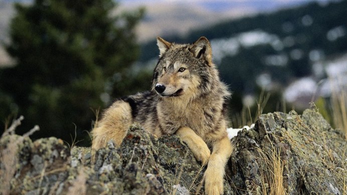 Волк canis Lupus
