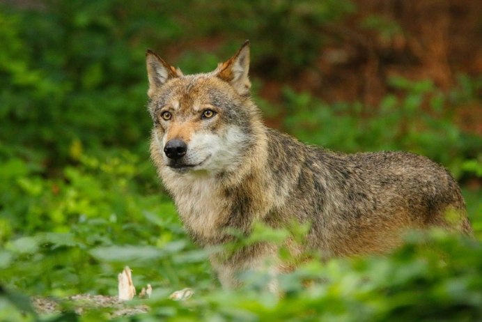 Волк (лат. Canis Lupus)
