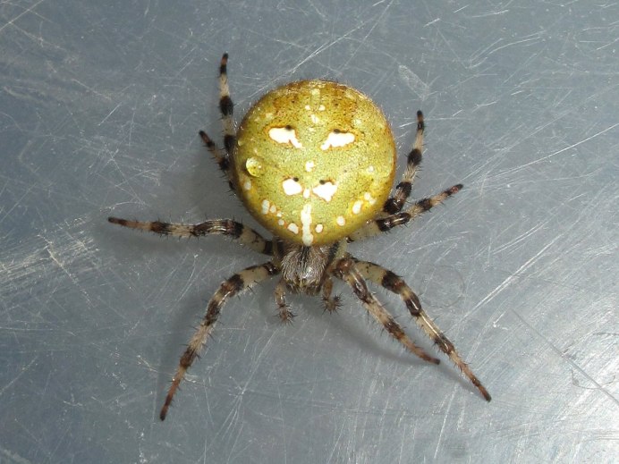 Araneus Quadratus Луговой крестовик