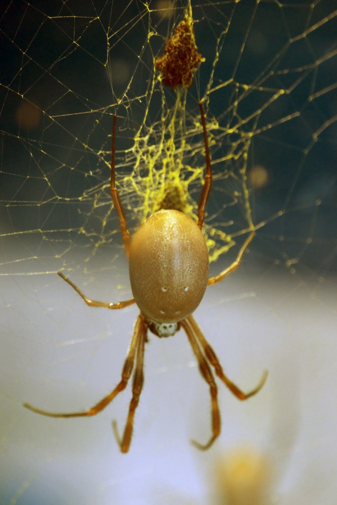 Argiope aurantia
