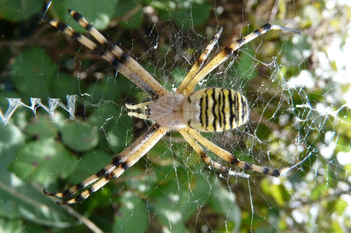 Araneus Quadratus крестовик четырёхпятнистый Луговой