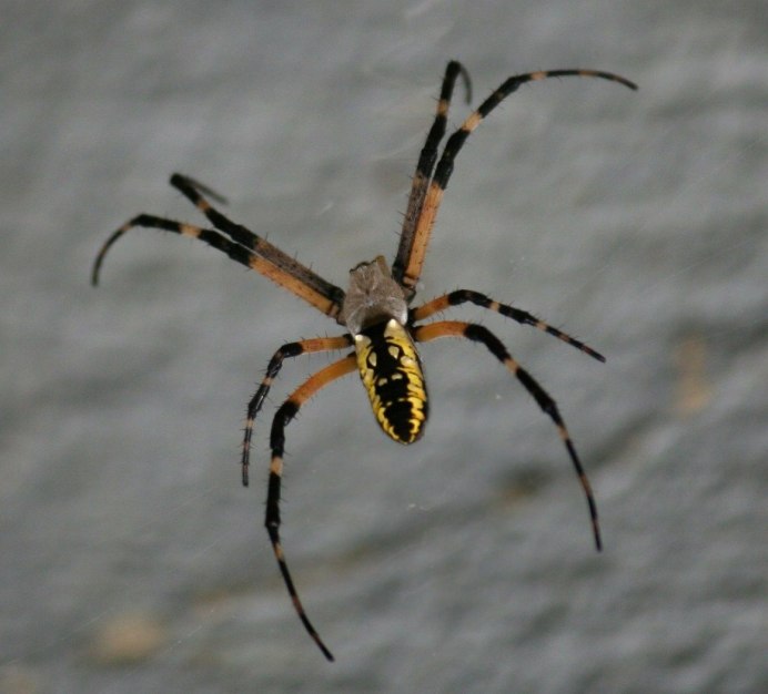 Паук Cheiracanthium punctorium
