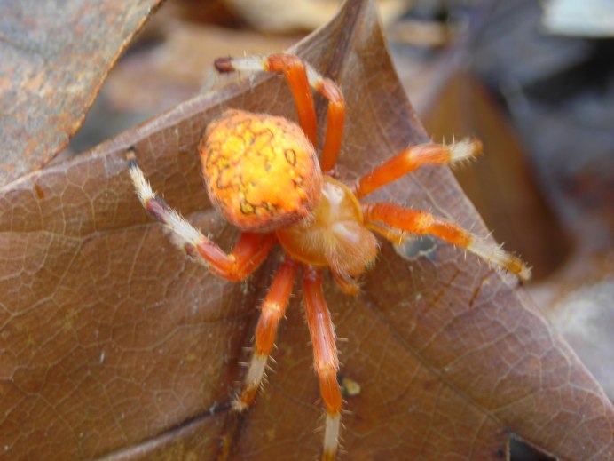 Желтосумый паук Cheiracanthium punctorium