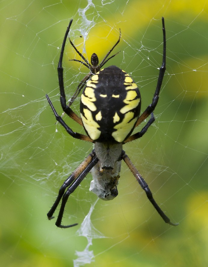 Паук Cheiracanthium punctorium
