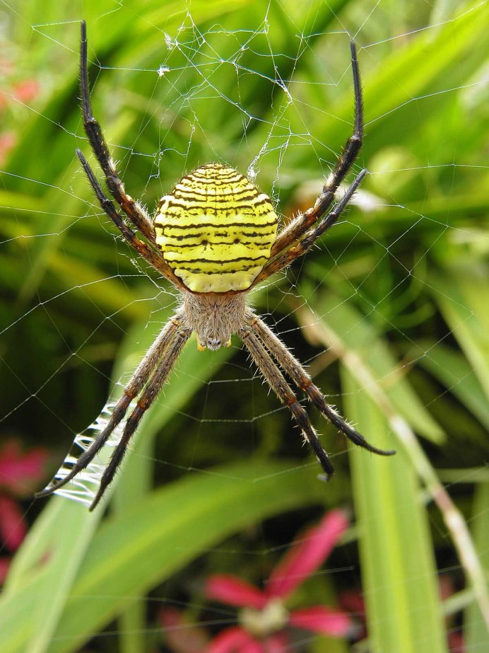 Argiope aurantia