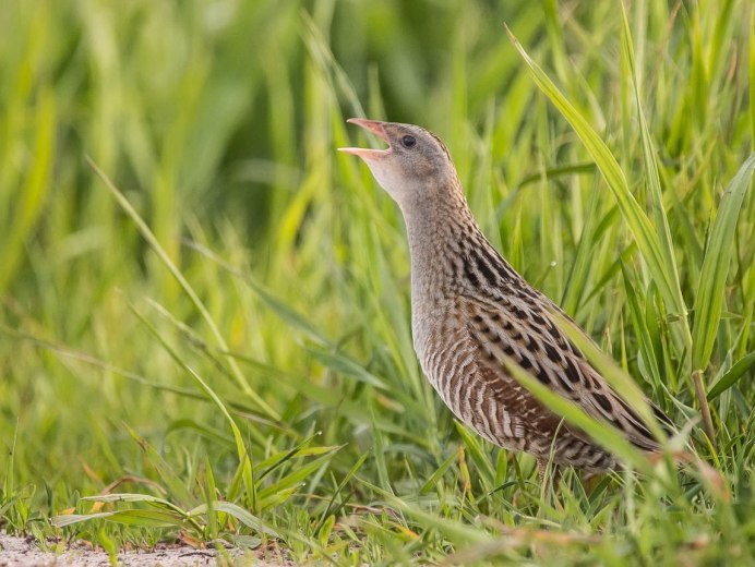 Чибис Vanellus Vanellus