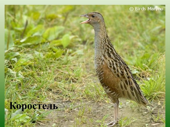 Коростель птица охота