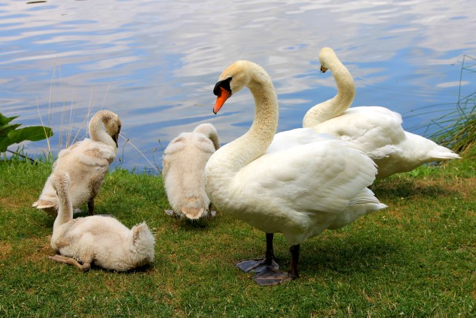 Самый большой лебедь