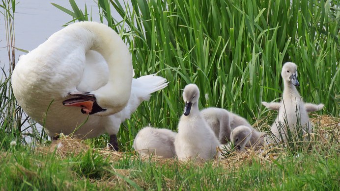 Гусь плавает