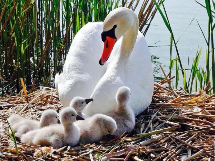 Лебедь подросток