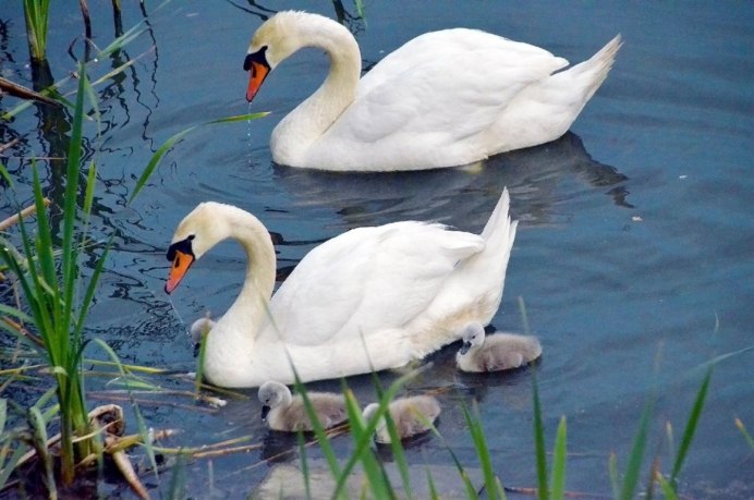 Водоем с лебедями