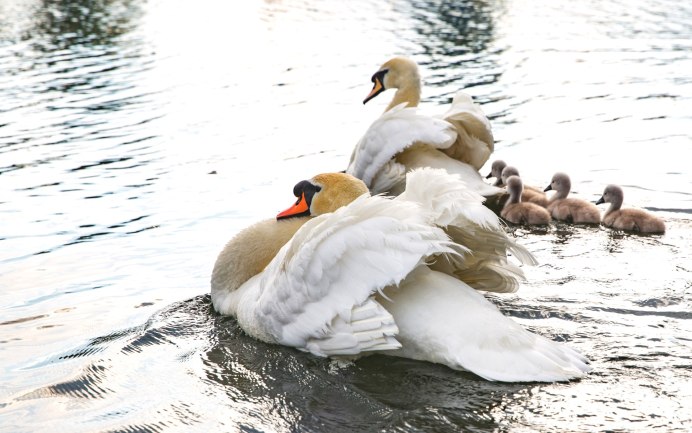 Лебединая стая архитектура