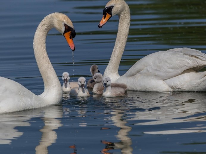 Белый лебедь на пруду