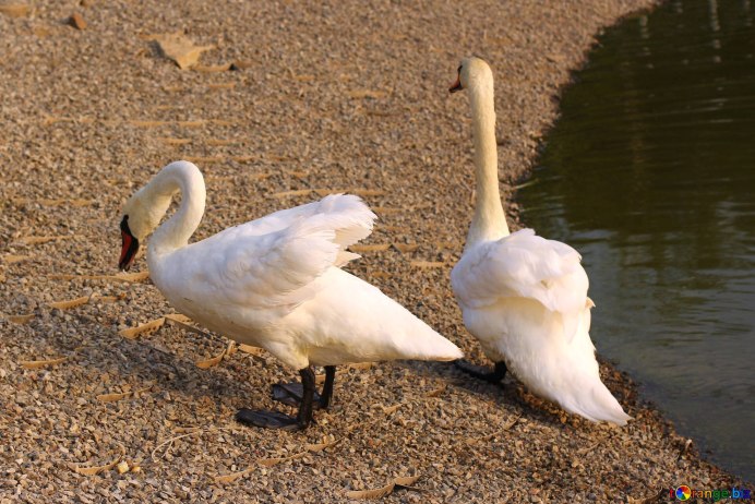 Домашние лебеди