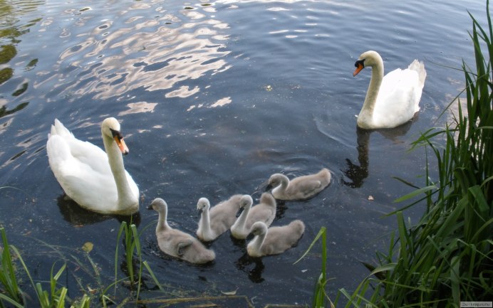 Лебеди в зоопарке фото