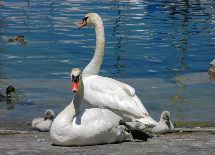 «Лебеди в пруду» Василе Паскару