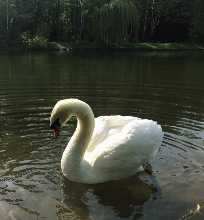 Лебеди Дикие гуси