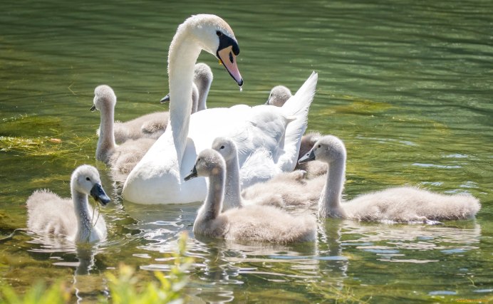 Лебедь шипун лапы