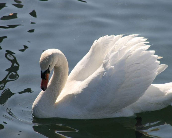 Водоплавающие птицы утки и гуси