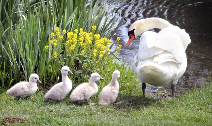 Черный лебедь с птенцами