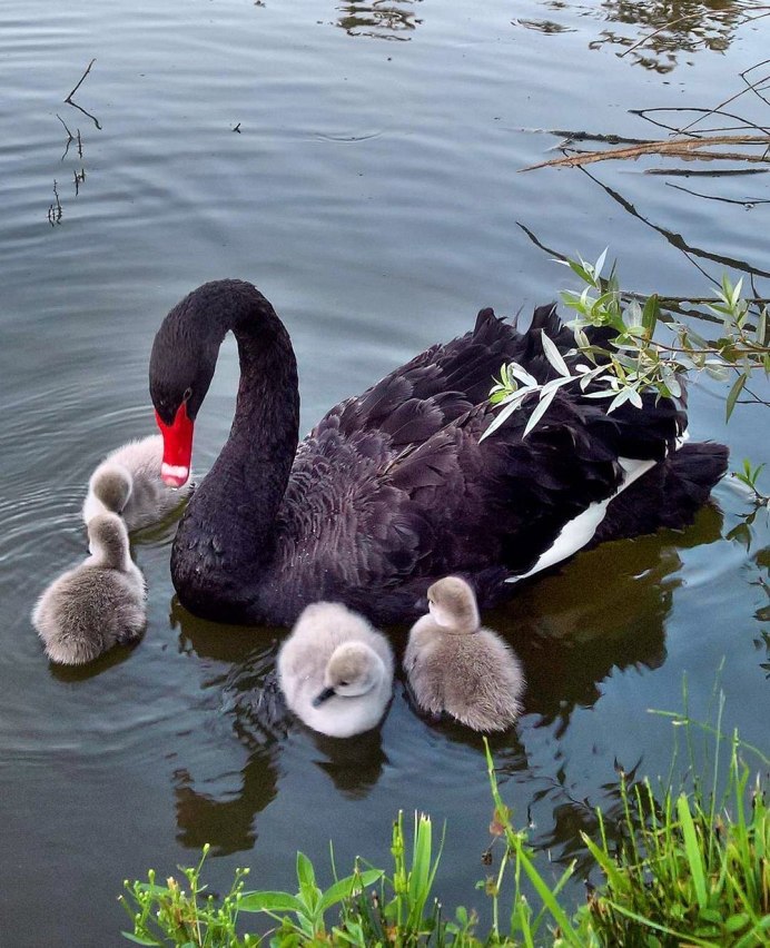 Домашние животные на природе