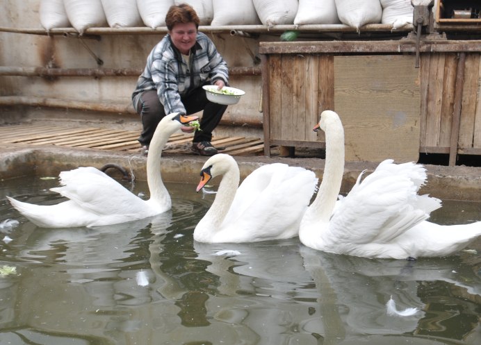 Юрий лебедь