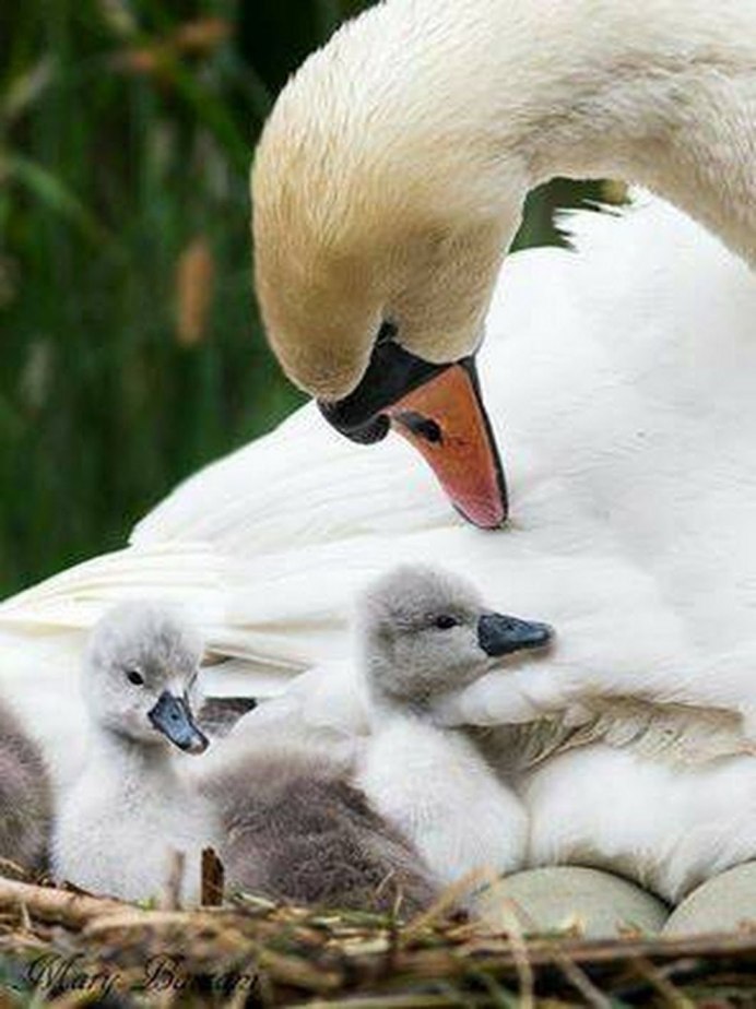 Лебедь с птенцами на спине