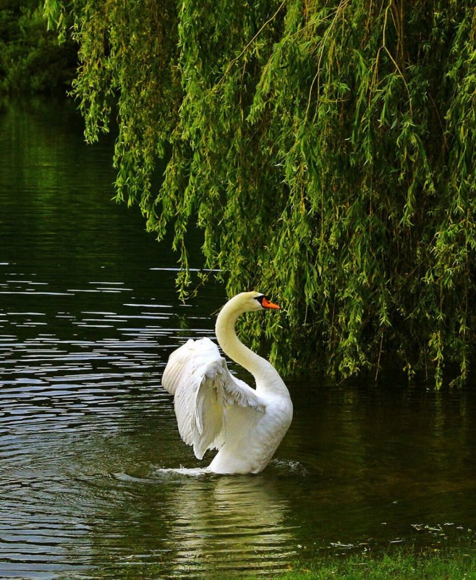 Пайбулатовское озеро лебеди