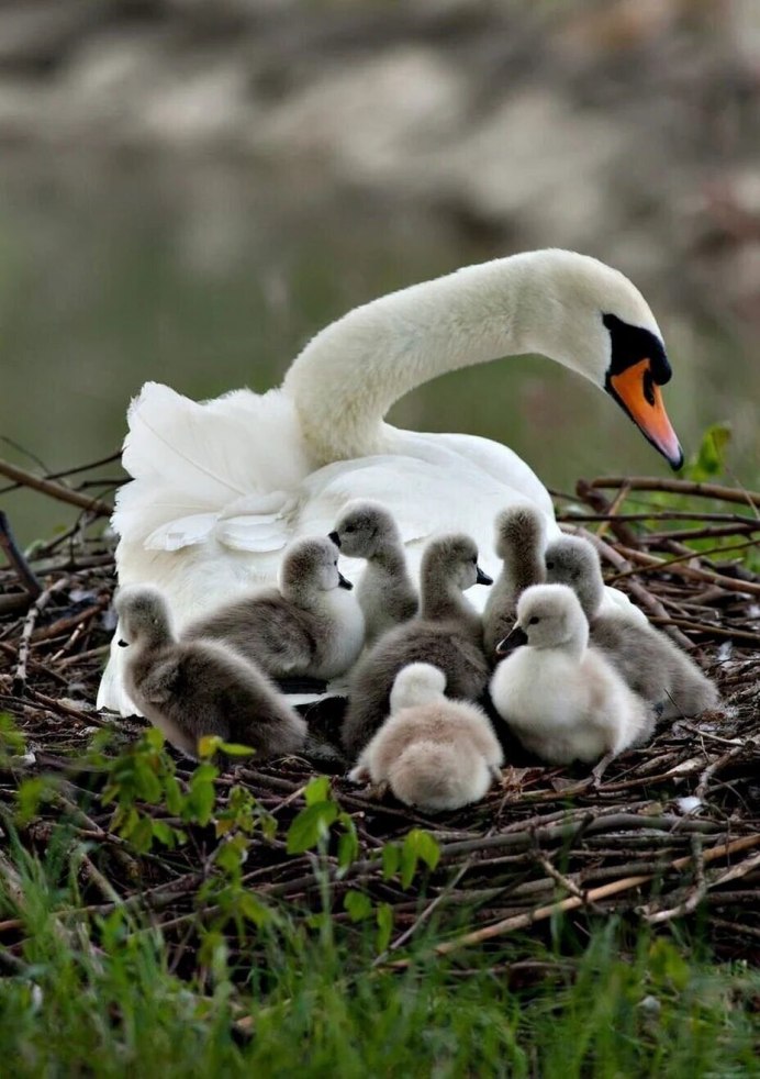 Летели лебеди с лебедятами