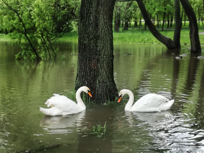 Обои лебеди Италия