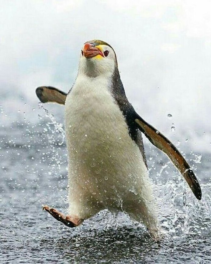 Смешные пингвины