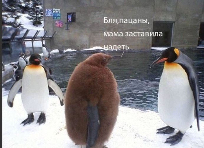 Пингвины прогуливаются