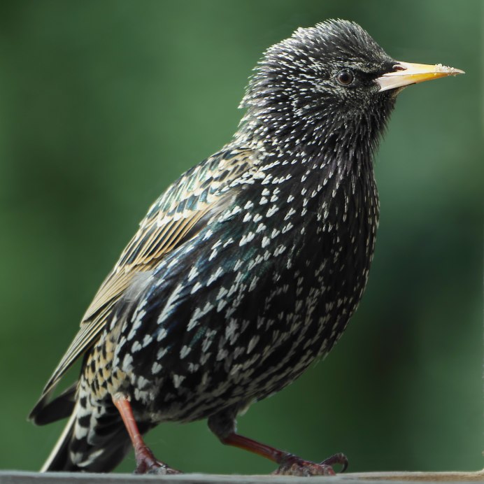 The Starling (скворец)