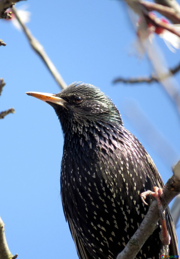 Claudin Sajo Revue Starling