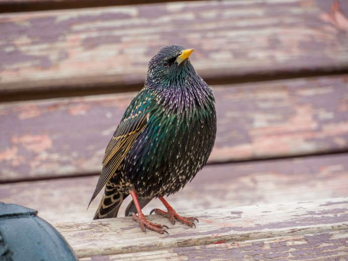 Sturnus vulgaris этимология