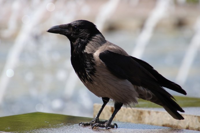 Raven and Crow