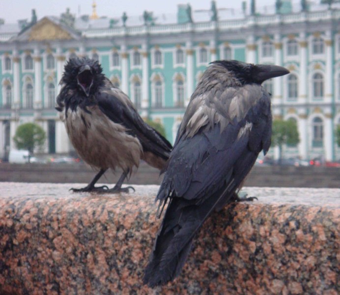 Серая ворона птица