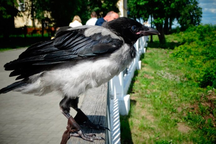 2 Вороны