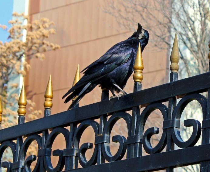 Черный ворон Corvus Corax