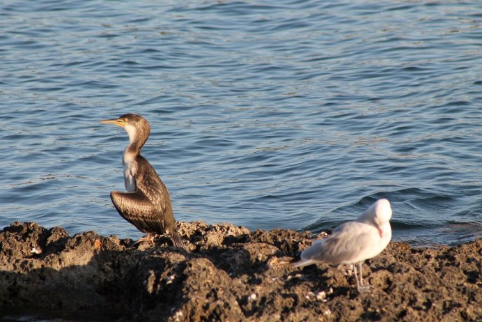 Чернозобая гагара