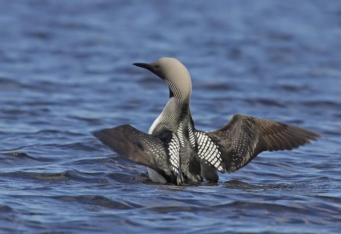 Хохлатая чернеть