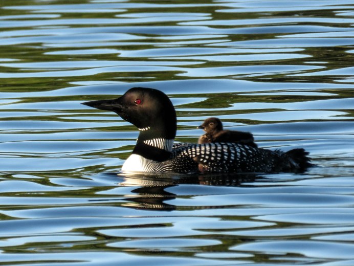 Лысуха хохлатая