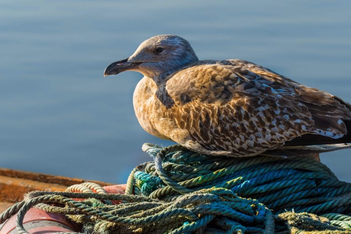 Морские птицы