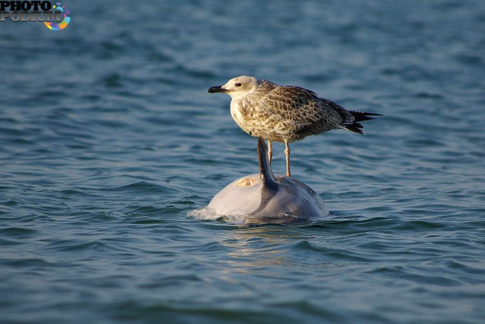 Британский чаек