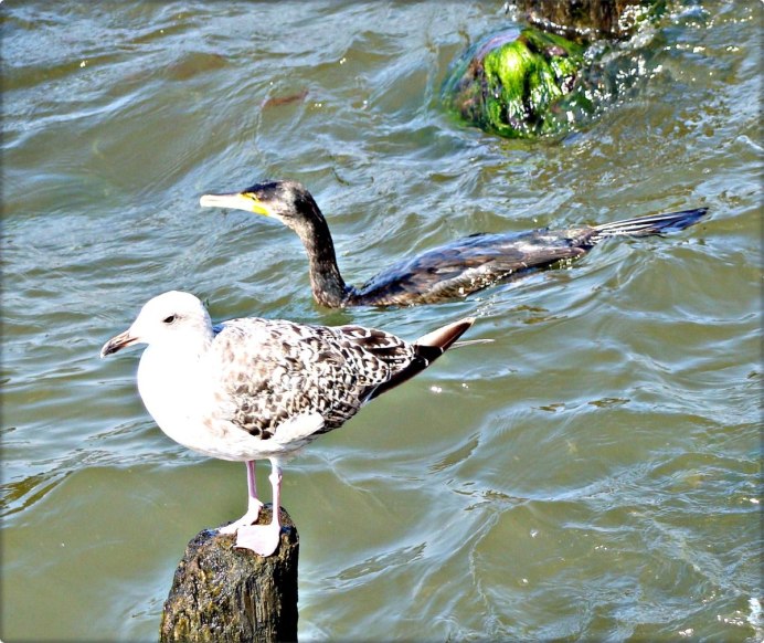 Дикие водоплавающие утки