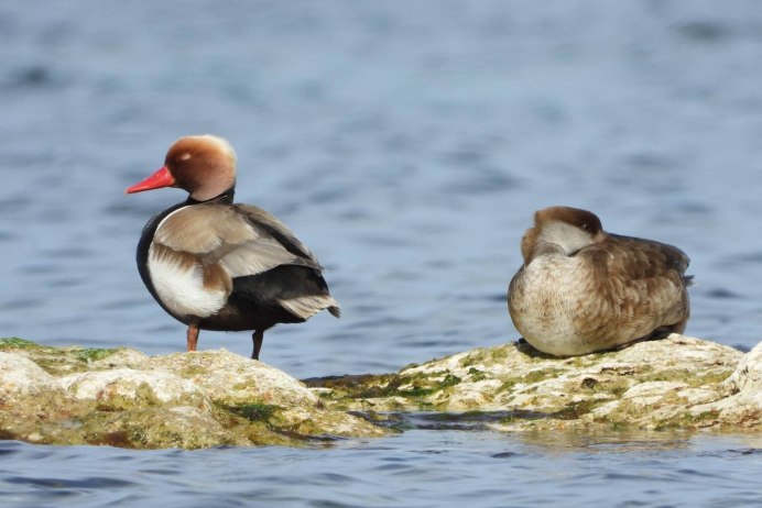 Чомга хохлатая