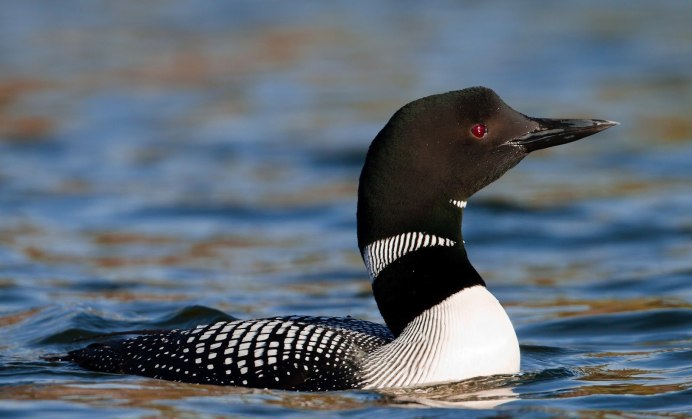 Чайка птица