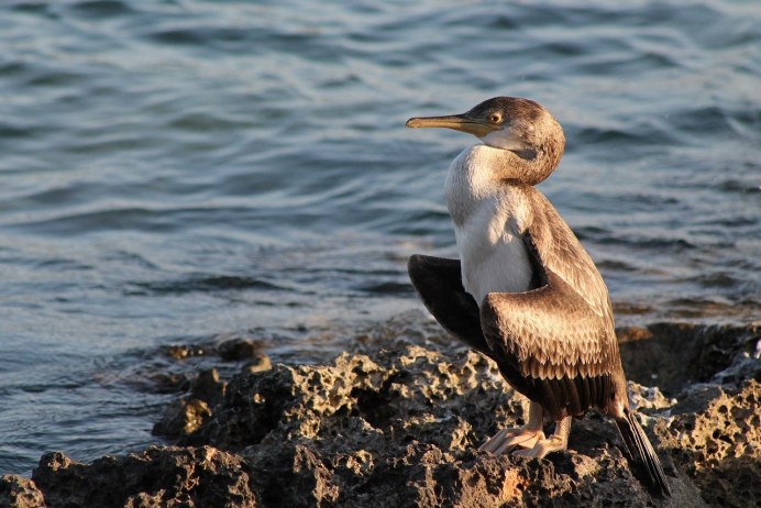 Нырок Черноморский Баклан