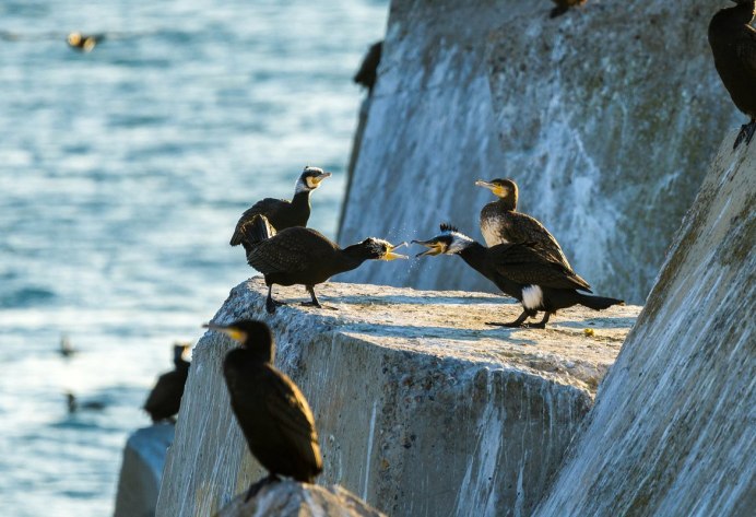 Утка с расправленными крыльями