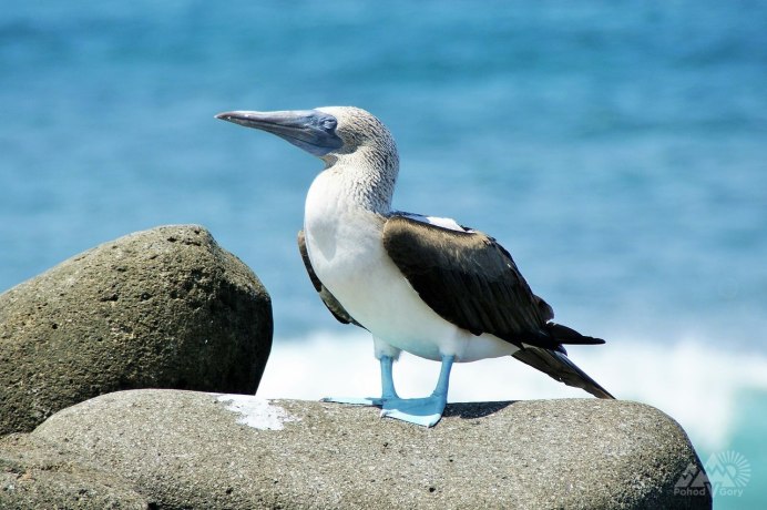 Баклан птица стая